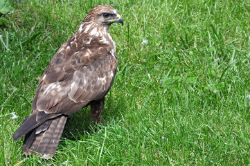 Falcon
