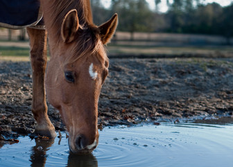 Thirsty