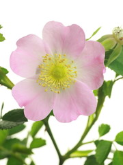Fototapeta premium Rosa rubiginosa (Rosa eglanteria)