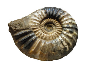 20100604_アンモナイトの化石 © Sora