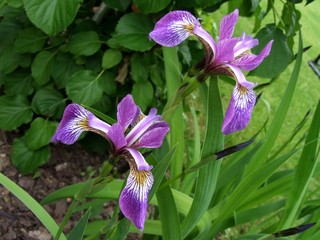 Iris versicolor