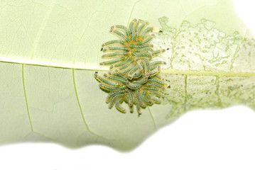 group of butterfly caterpillar bug on leaf