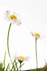 Spring marguerite flowers