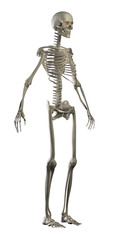 Highly detailed skeleton isolated - front left  view