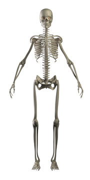 Highly detailed skeleton isolated - front view