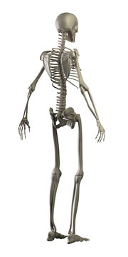 Highly detailed skeleton isolated - rear view