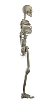 Highly detailed skeleton isolated - side view