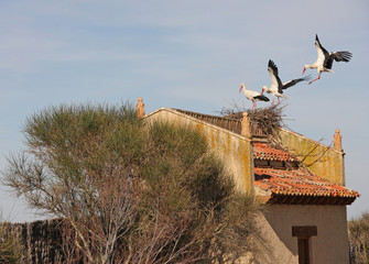 stork landing