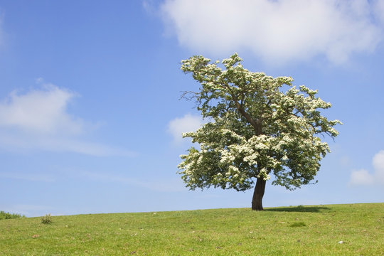 hawthorn tree in flower