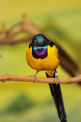 Gold-Breasted Starling
