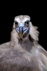 Cinereous Vulture