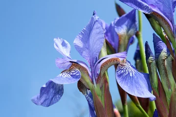 Afwasbaar Fotobehang Iris iris flowers