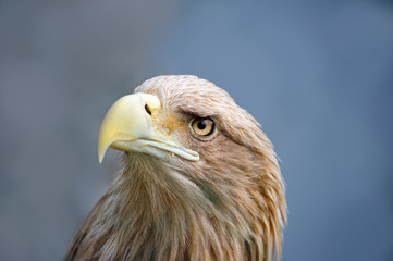 Eagle face