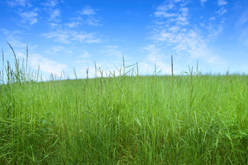 Fototapeta premium field of grass