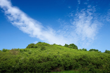 summer landscape