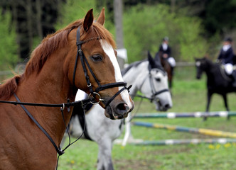 Obraz premium Jumping