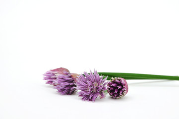 Schnittlauchblüten