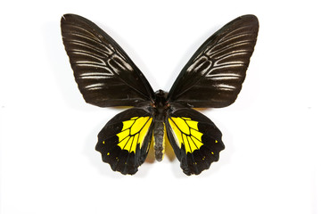 Naklejka na ściany i meble Black and yellow butterfly Troides rhadamantus isolated