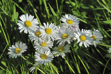 Obraz premium Winter, Schnee, Kälte, Eisblumen