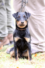 Brackenwelpe bei der Ausbildung
