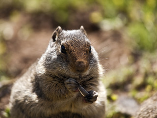 Ground Squirrel Eating Seed