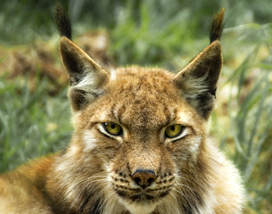eurasischer Luchs (lynx lynx)
