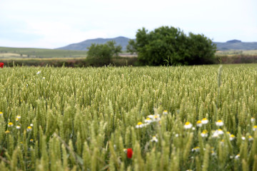 campo de cereal