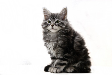 Fototapeta na wymiar Wytnij siedzi Main Coon Cat