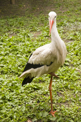 Fototapeta premium a stork