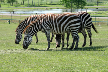 Fototapeta na wymiar The Group of Zebras