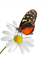 Schmetterling 47