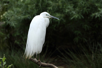 grande Aigrette,ardea alba