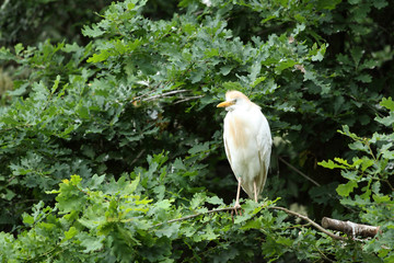 aigrette garzette,egretta garzetta