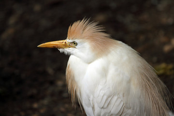 aigrette garzette,egretta garzetta