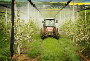 Obraz premium spraying in spring orchard