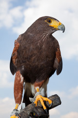 W&uuml;stenbussard Blick rechts