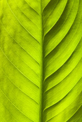 natural background, green leaf