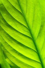 green leaves,natural  texture