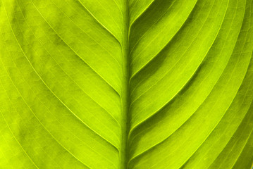 green leaf texture, natural background