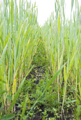 Fototapeta premium Wheat ears field
