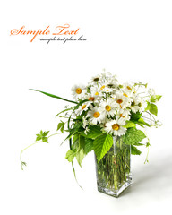 Daisy flowers in white background (shallow DOF)