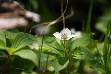 Bunchberry Flower