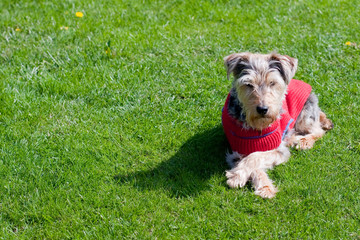 Portrait of a dog in a cute dress