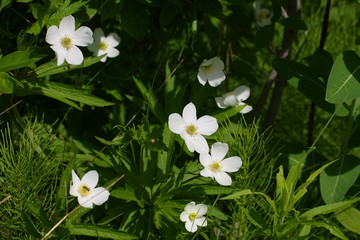 Canada Anemone Flower