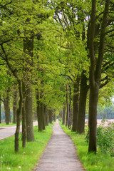 Fototapeta na wymiar A bike path in the middle of the Dutch landscape.
