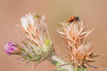 Ladybug