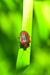 Bedbug on leaf in the morning sunlight