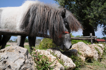 pony dietro un recinto