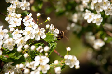 bee on flower