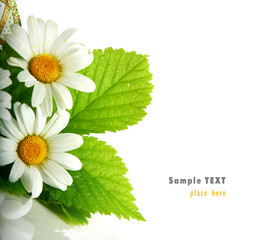 Daisy flowers in white background (shallow DOF)